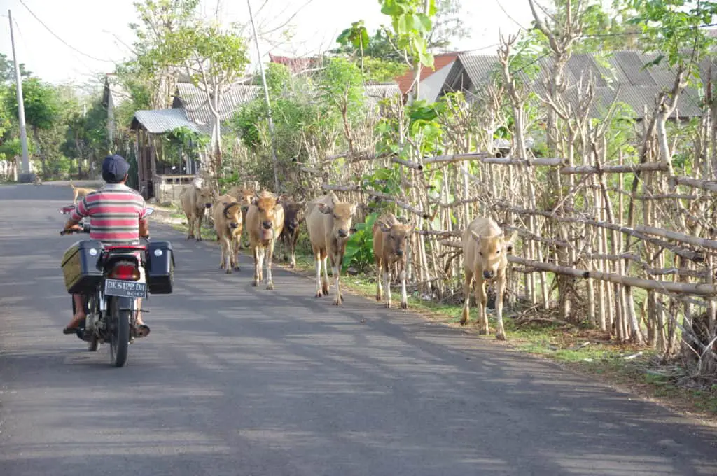 cows walking on the main road to Balangan