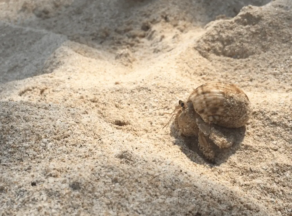 hermit crab at the beach in the morning