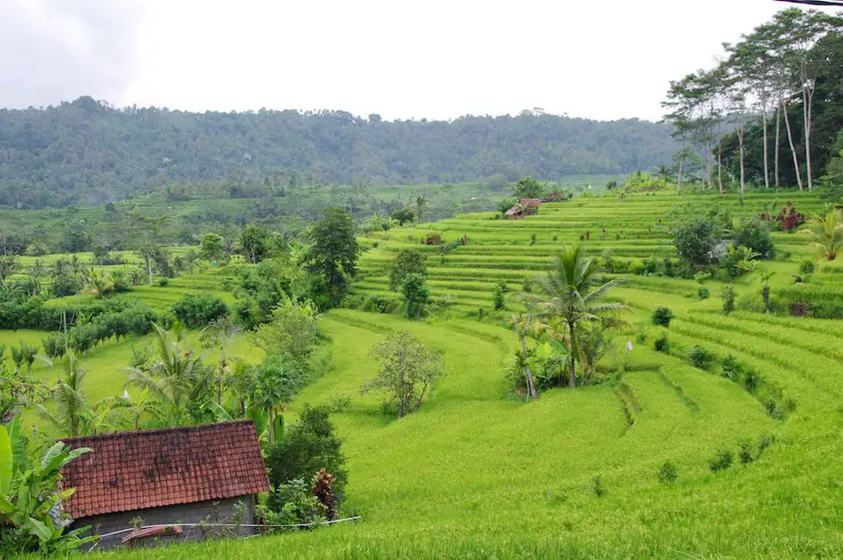 sidemen bali rice terraces 