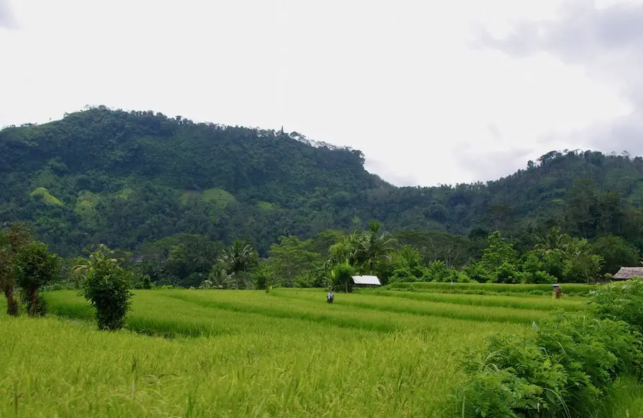 ricefields in bali