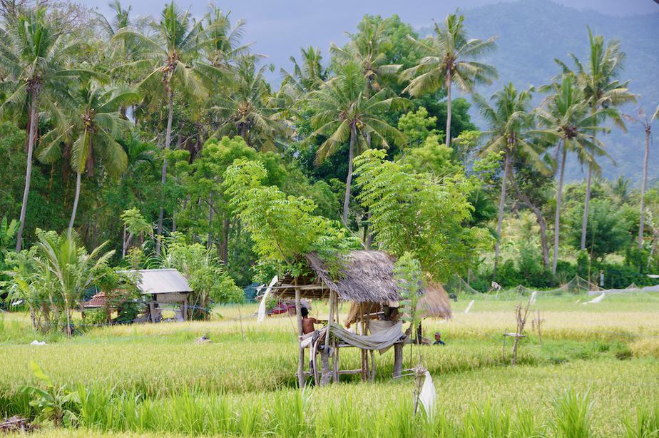 beautiful balinese rice fields 