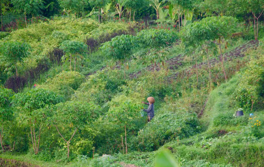 balinese women tending the organic gardening 