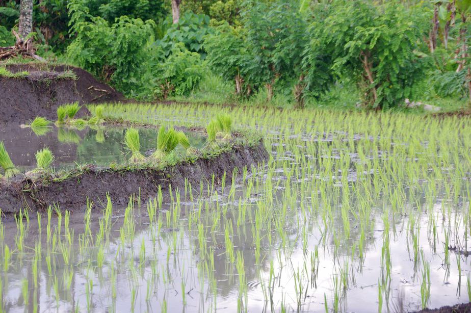 planting seedlings in the rice fields 