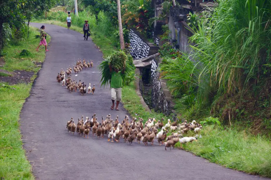 duck herd bali