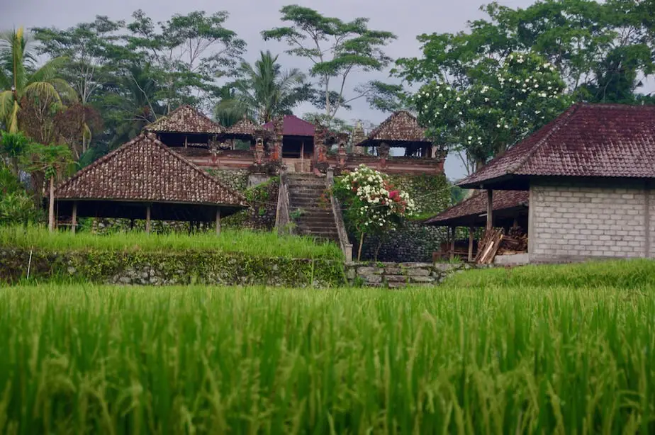 temple in the ricefields in bali