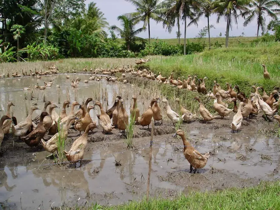 ducks in the rice fields just outside Ubud