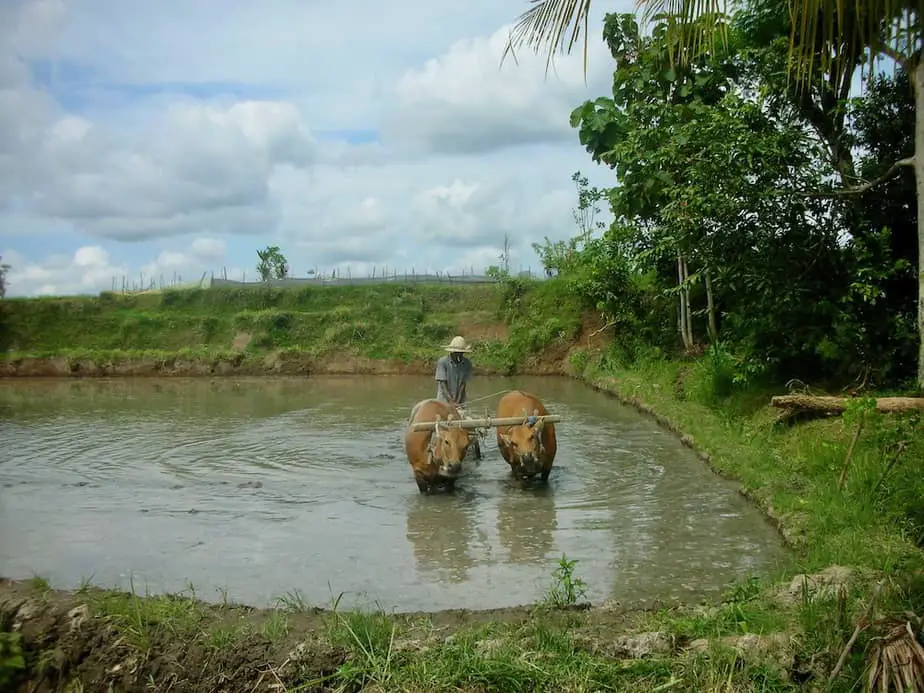 Balinese farmer ploughing his fields with two cows