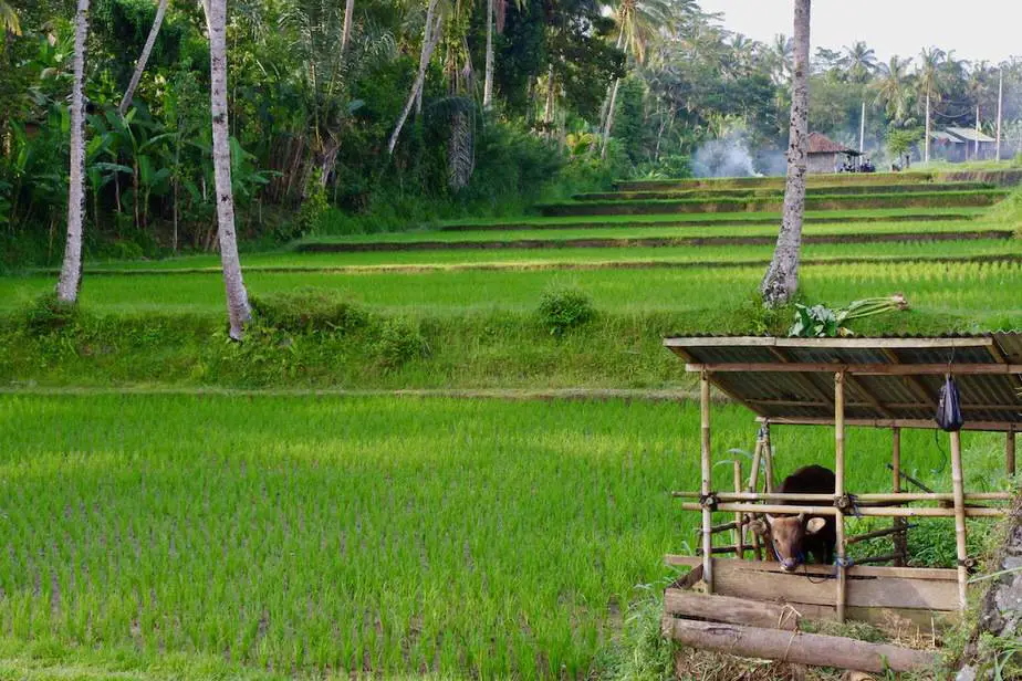 green rice fields just outside in Ubud
