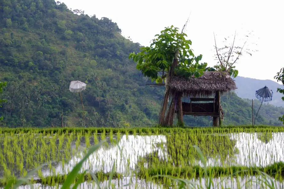rice field in Sidemen Bali
