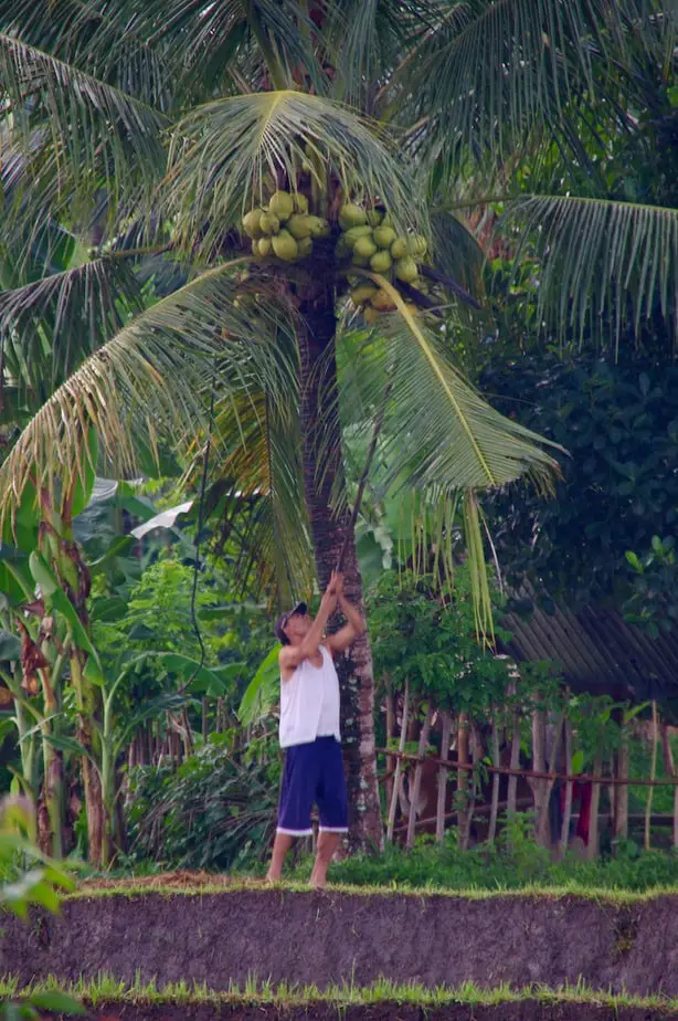 Balinese man removing coconuts from the tree