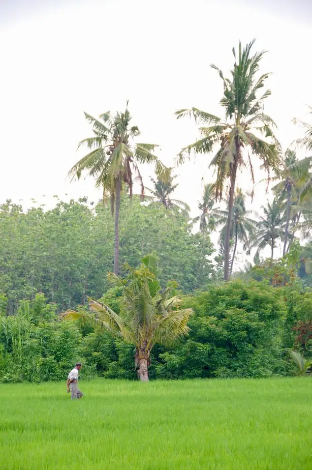 Balinese man checking his rice field