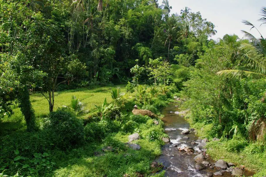 a small stream flowing next to the rice fields in Bali