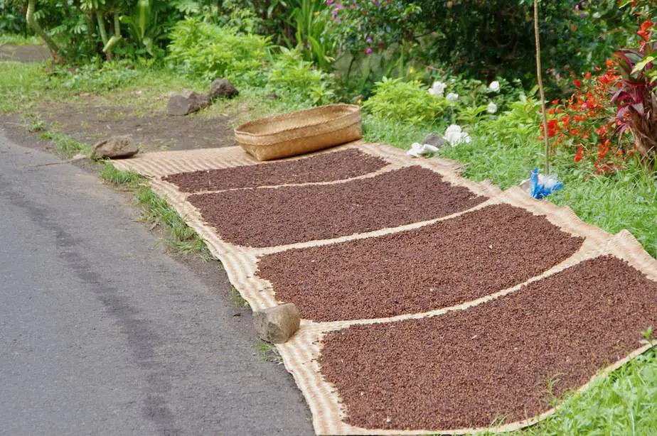 cloves drying in the sun along a street in Bali