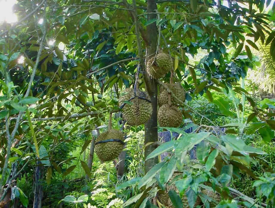 durian fruit in the Balinese forest