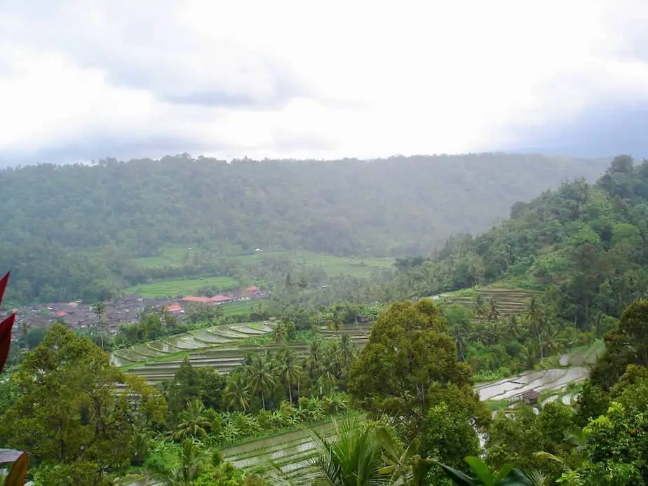view at rice paddies in Mayong Bali