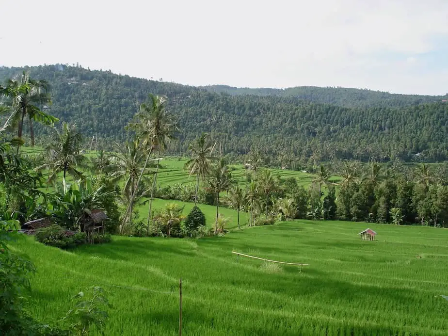 rice terraces and mountain landscape in Munduk