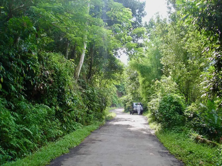 side road through the forest in Munduk 