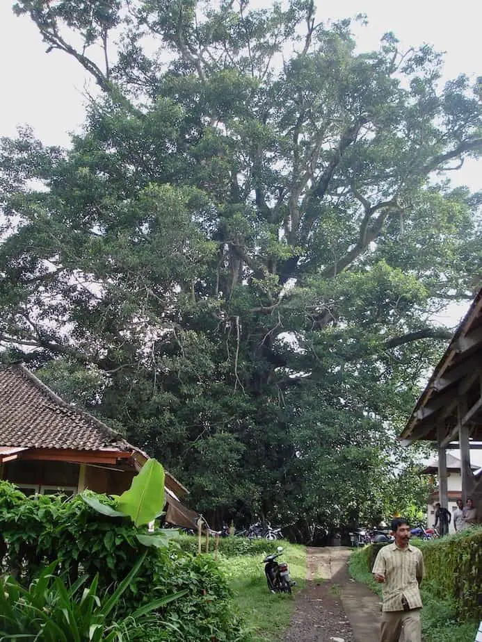 the oldest banyan tree in Bali just outside Munduk