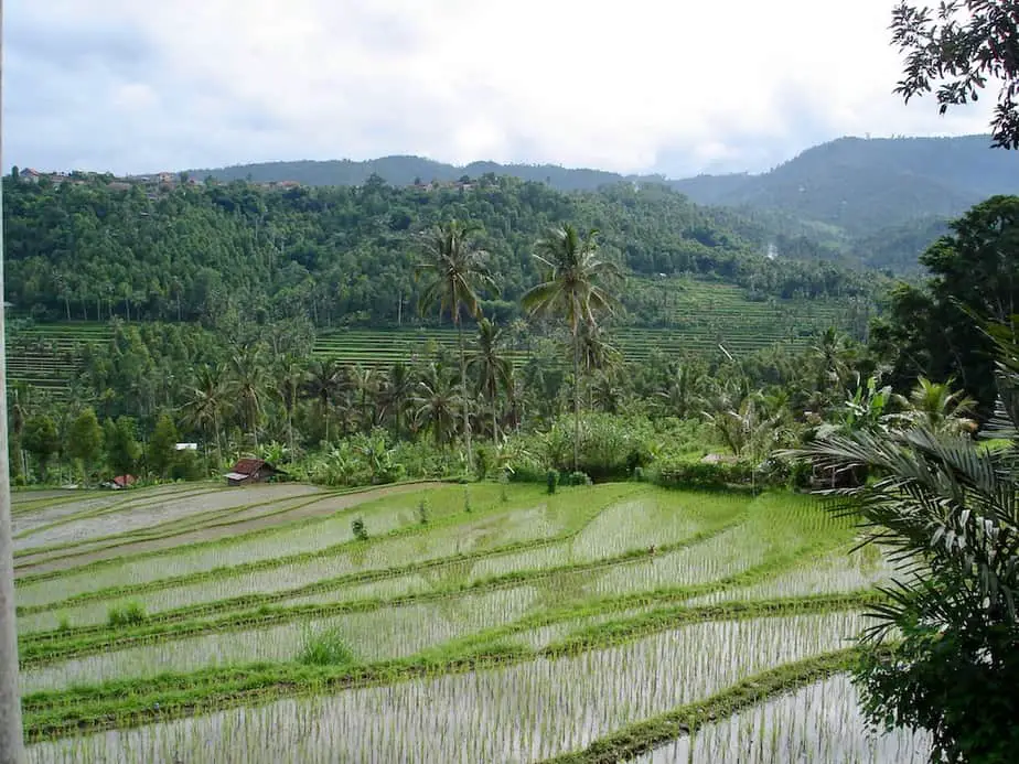 Munduk rice terraces on the slopes of the mountain