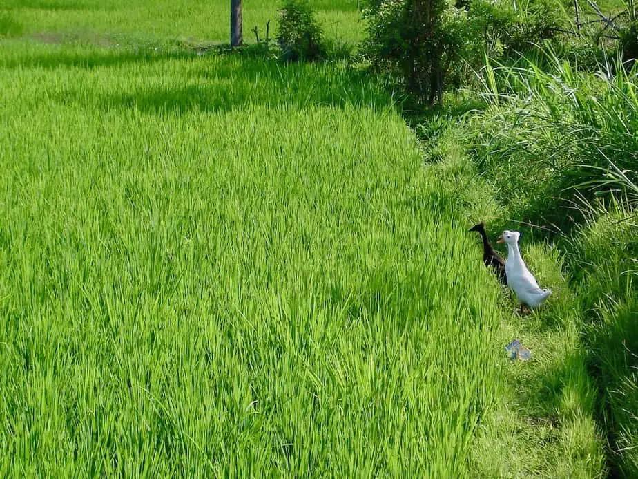ducks waiting to get into the rice fields in Bali