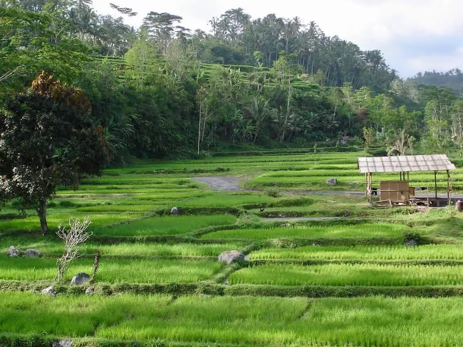 rice fields during the day trip from padangbai