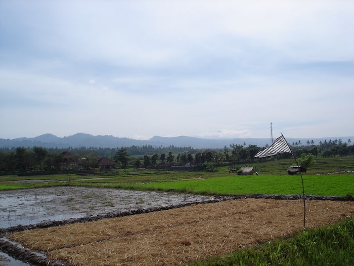west bali mountains and ricefields