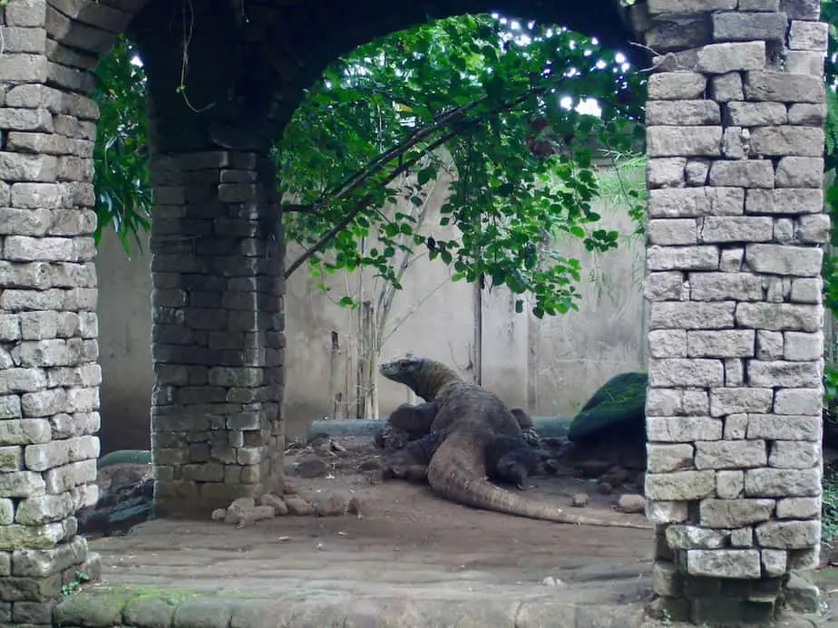 a Komodo dragon at the Bali Reptile Park near Ubud