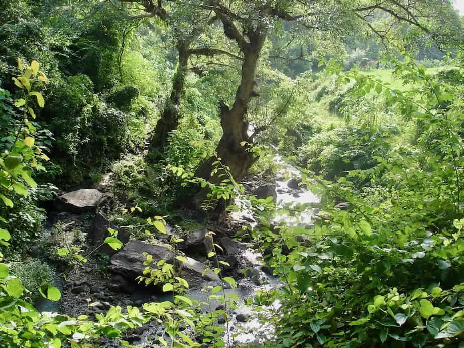 Munduk jungle with a little stream