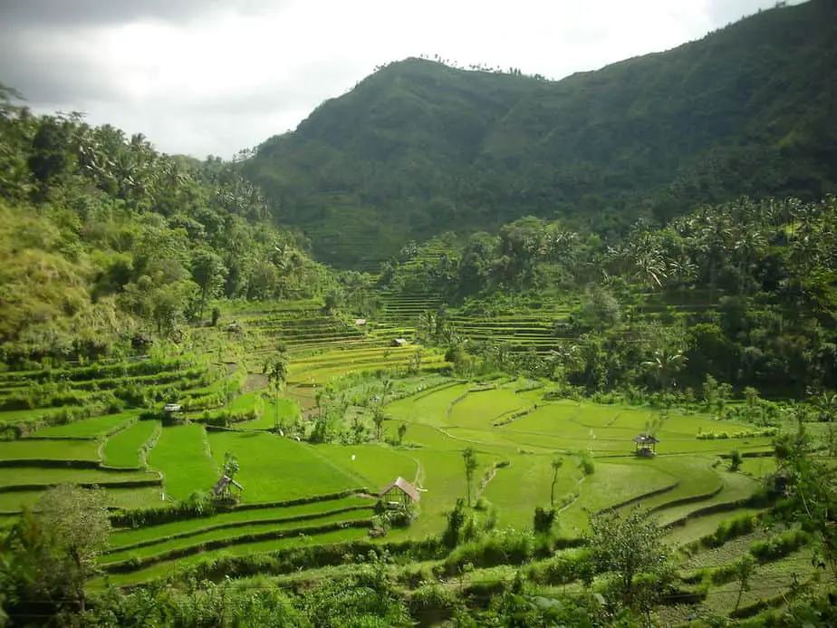 rice terraces near Tirtagangga in Bali