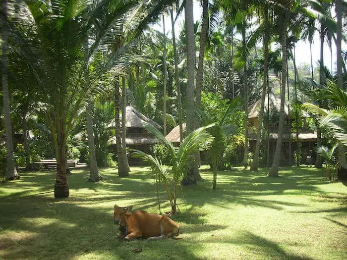ida's homestay under the  palm trees in candidasa