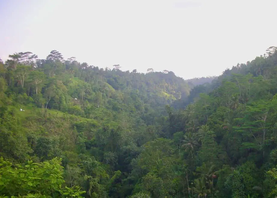 Balinese jungle and river gorge near Ubud