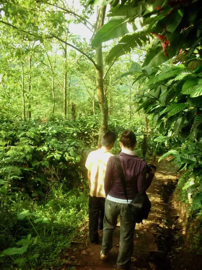 walking on the Munduk Modig Plantation in Bali