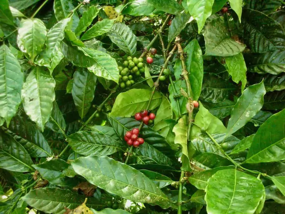 coffee bean plants in Munduk Bali