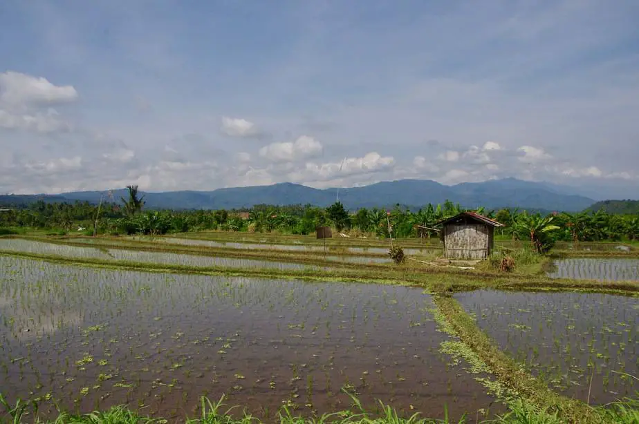 rice fields just outside Lovina Beach