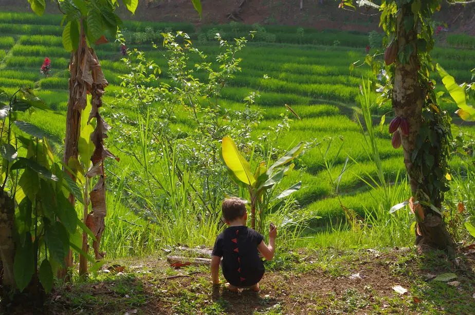 view on the rice fields from the sari devi eco lodge near Batukaru