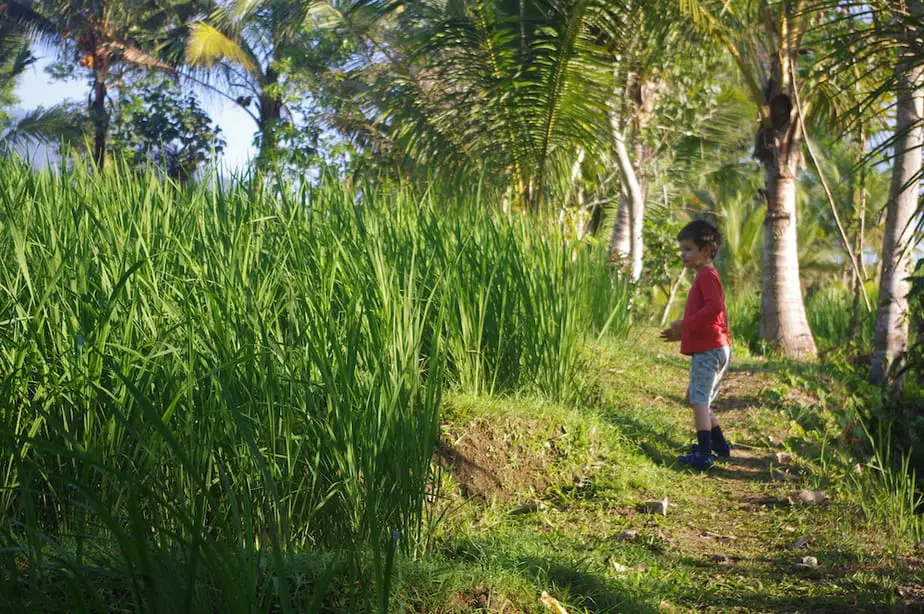 strolling through the rice fields of Batukaru