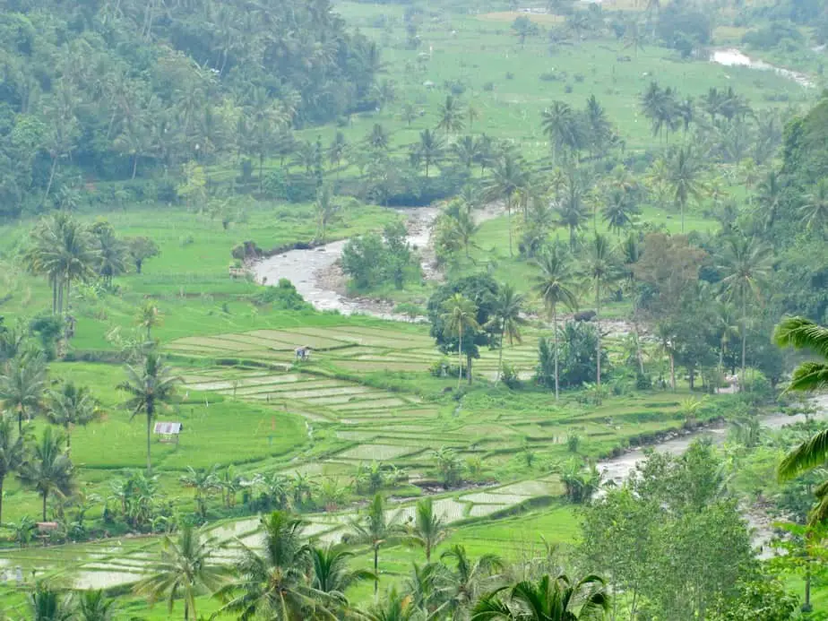 green rice fields in Bai