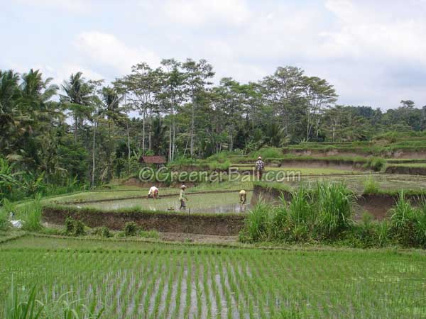 rice fields bali bike tour 