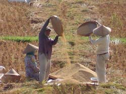 subak irrigation organization bali