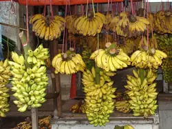 banana, one of the most popular fruits