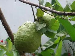 jambu guava