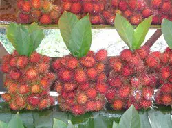 rambutan, fruit with hair