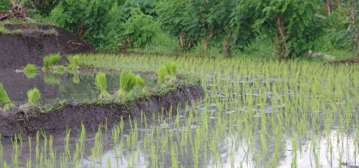 balinese ricefields