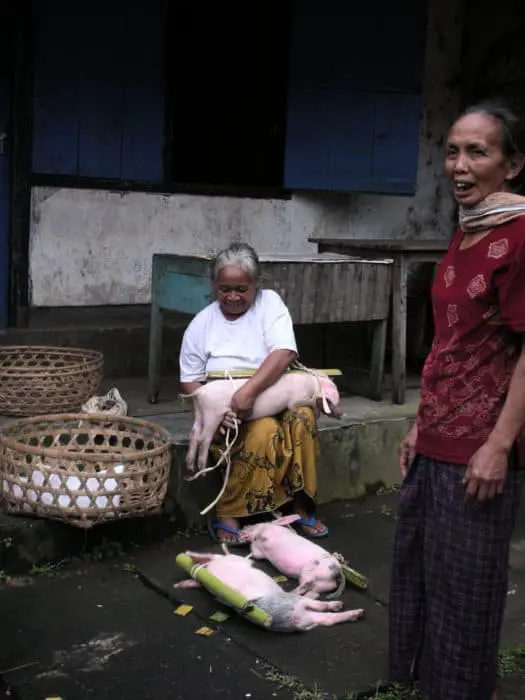 Babi Guling or suckling pig is a traditional balinese food they love on the island