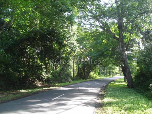 main road through west bali national park