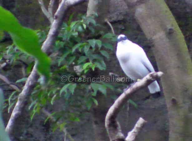 bali starling bali bird watching