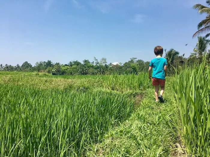 rice field walk with kids in bali