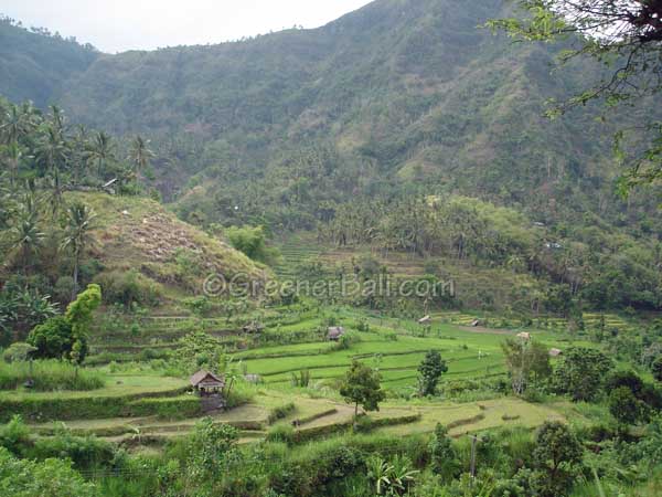 rice fields around amed 