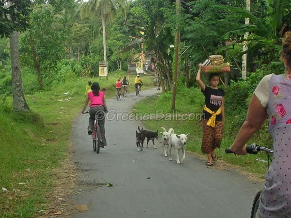 environmentally friendly activities in bali 