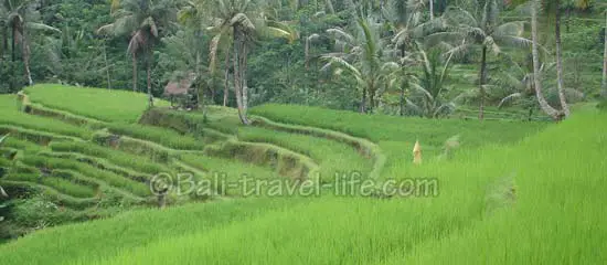 gunung kawi rice fields